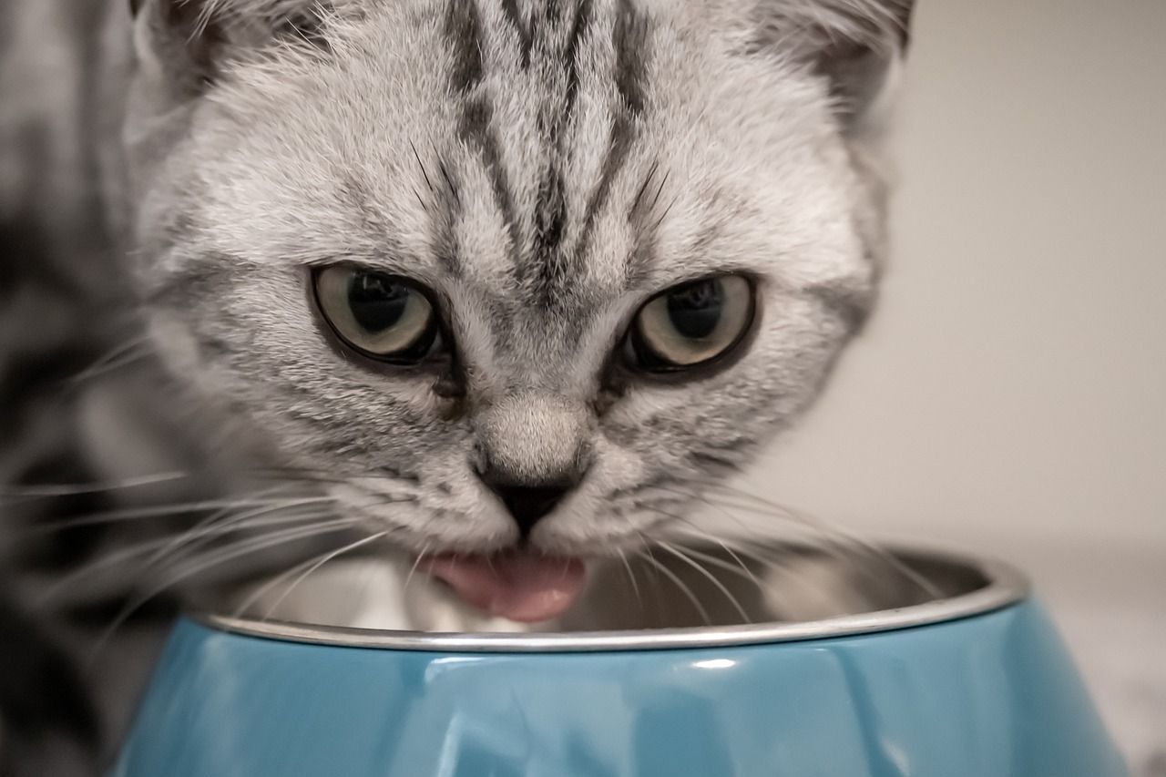 Jedzenie dla kota – na co warto zwrócić uwagę przy wyborze karmy?